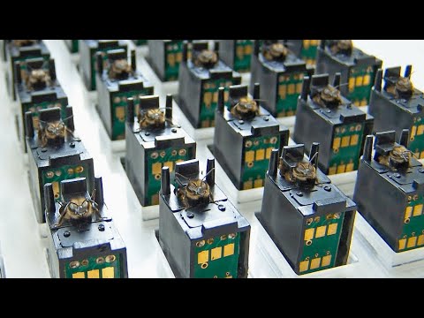 Is it Cruel to Use Bees as Digital Sensors? 1 1685522479 hqdefault Is it Cruel to Use Bees as Digital Sensors?