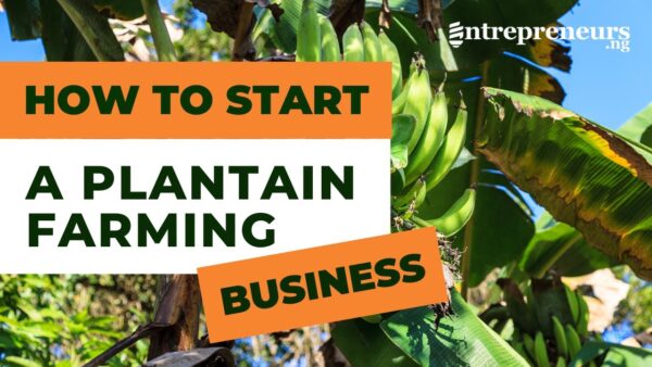 How To Start A Successful Plantain Farming Business 1 1689541133 maxresdefault How To Start A Successful Plantain Farming Business