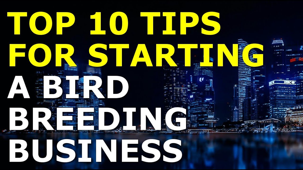 Starting a Bird Breeding Business Tips | Free Bird Breeding Business Plan Template Included 1 Starting a Bird Breeding Business Tips | Free Bird Breeding Business Plan Template Included