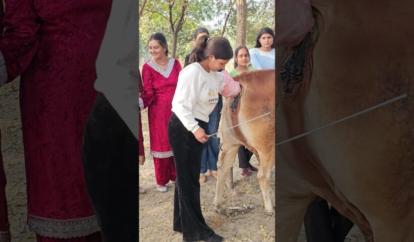 Artificial insemination training 7618200015 #ai #cow #farming