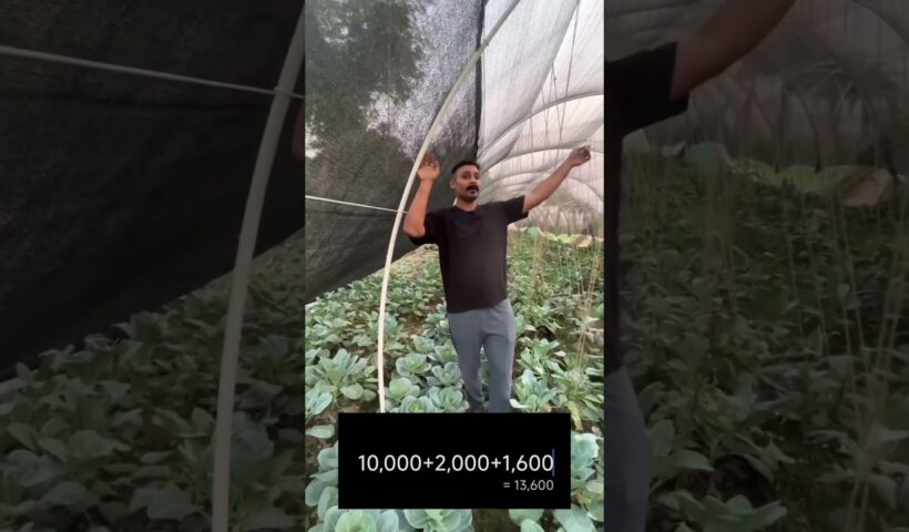 My secret to profitable farming is my jugaad polyhouse