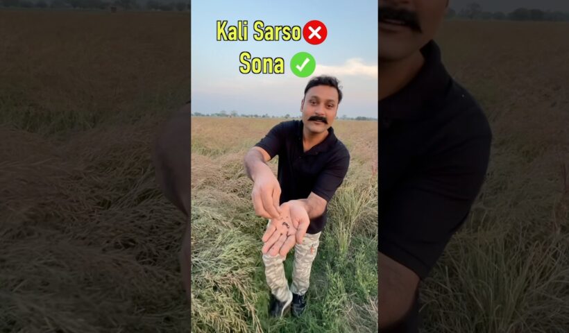 Mustard farming business model 6 Mustard farming business model