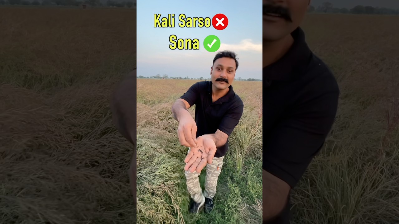 Mustard farming business model