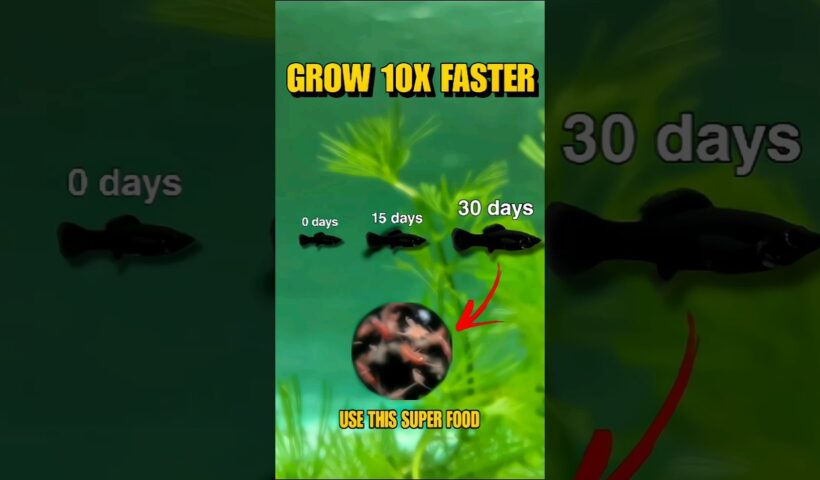Grow Your Baby Fry 10x Faster 🤯 #shorts #viral #aquarium #aquaticpets