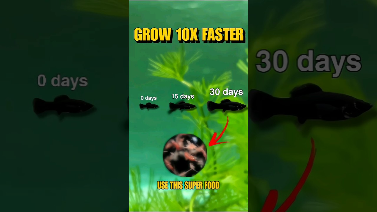 Grow Your Baby Fry 10x Faster 🤯 #shorts #viral #aquarium #aquaticpets 1 Grow Your Baby Fry 10x Faster 🤯 #shorts #viral #aquarium #aquaticpets
