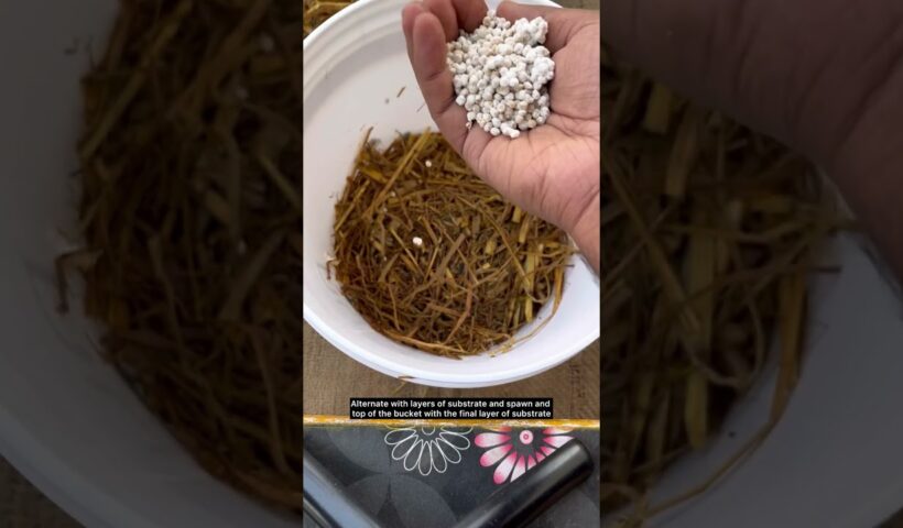 Grow mushrooms at home ! #mushroom #mushroomgrowing #gardening #gardeningvideos 3 Grow mushrooms at home ! #mushroom #mushroomgrowing #gardening #gardeningvideos