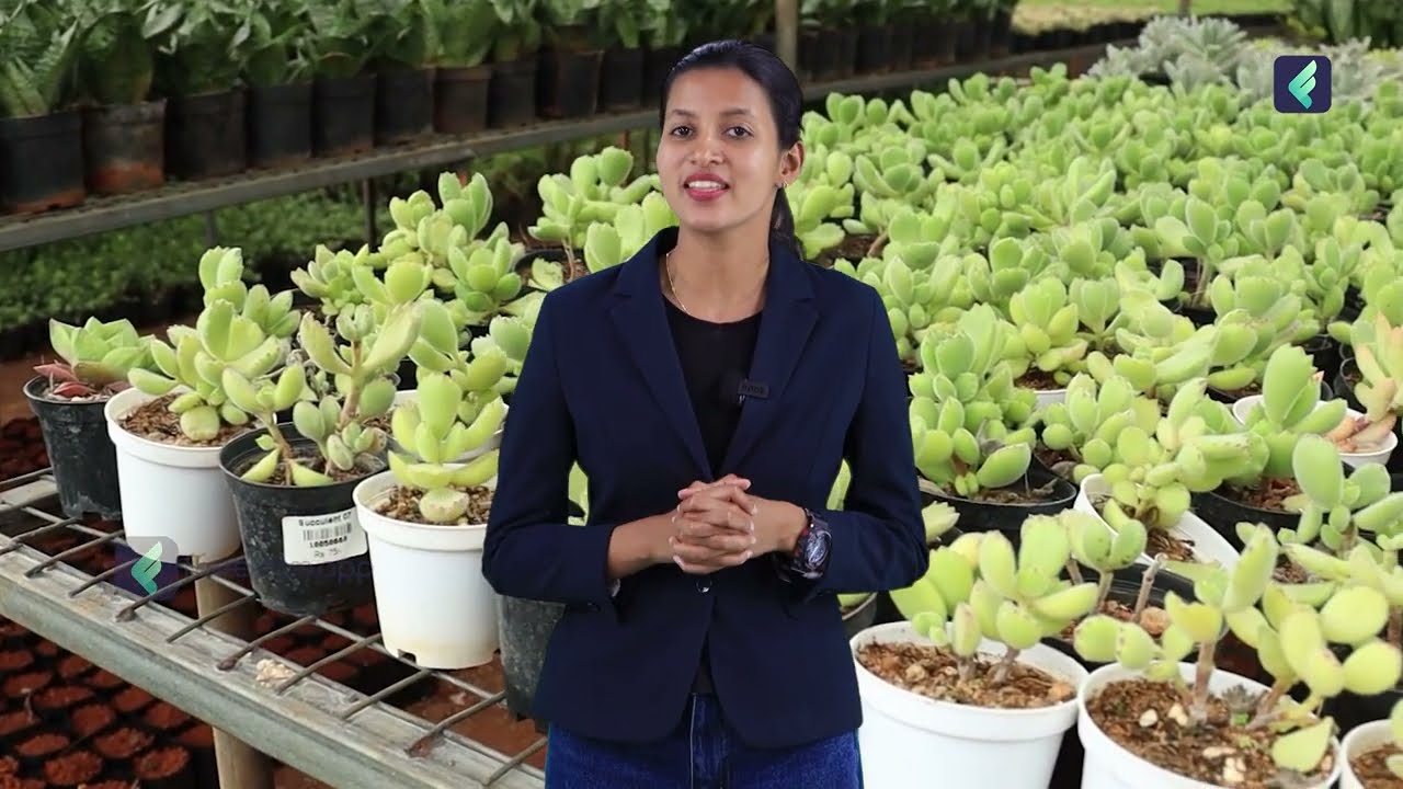 Plant Nursery Business Ideas in Malayalam - How to Start and Earn a Steady Monthly Income