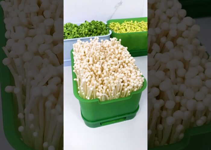 With this bean sprout pot, you can grow your own bean sprouts at home #shorts