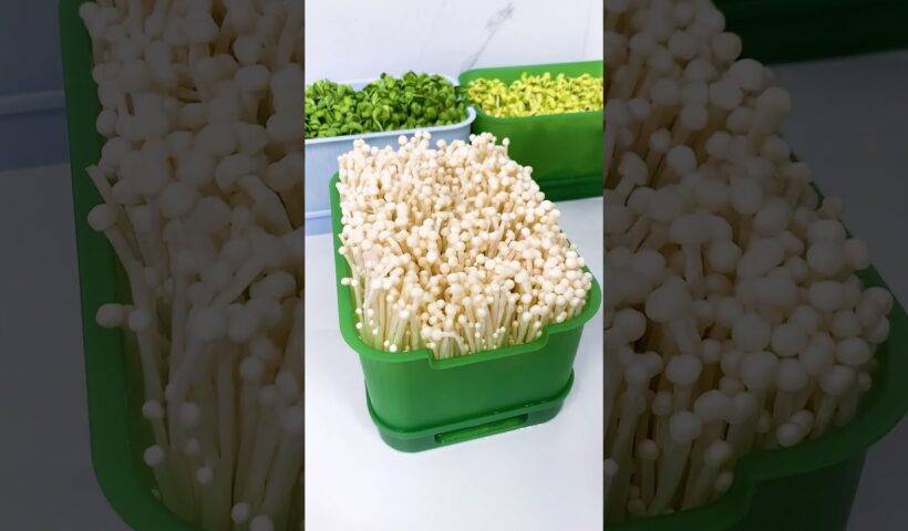 With this bean sprout pot, you can grow your own bean sprouts at home #shorts
