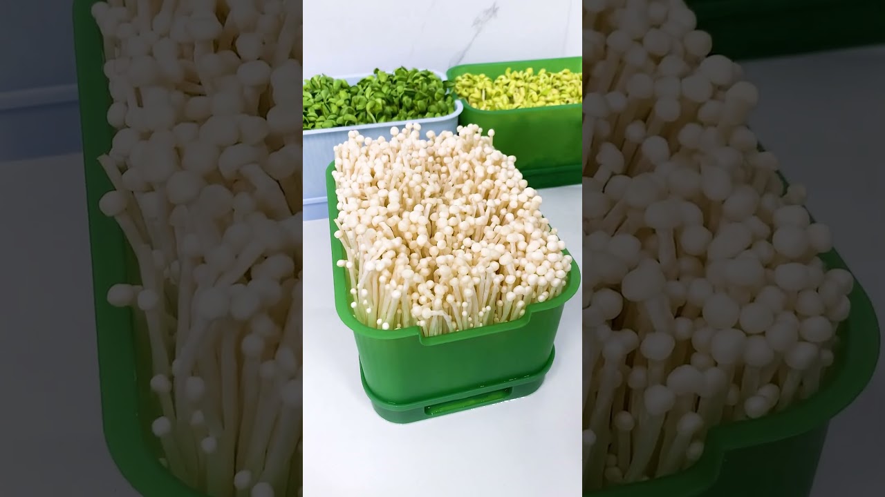 With this bean sprout pot, you can grow your own bean sprouts at home #shorts