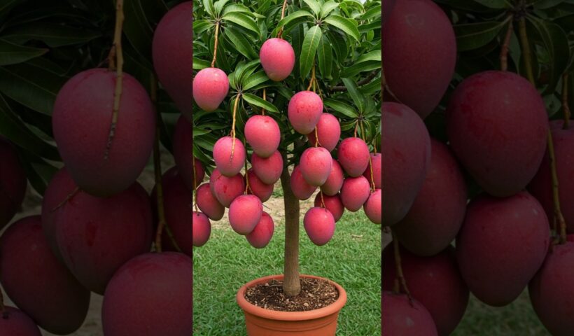 🥭Mango Magic: A Step-by-Step Guide to Growing Your Own Tree