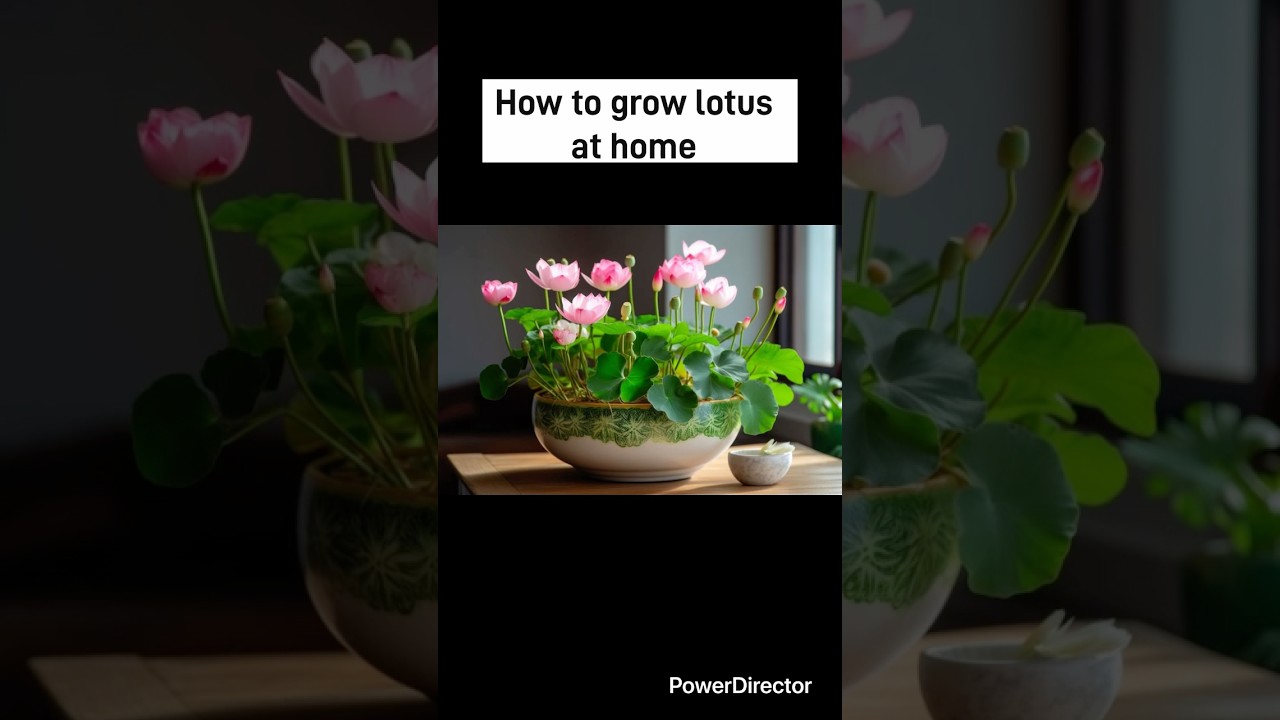 How to grow lotus plant from seed at home.#timelapse #lotusflower #indoorplants #trendingshorts