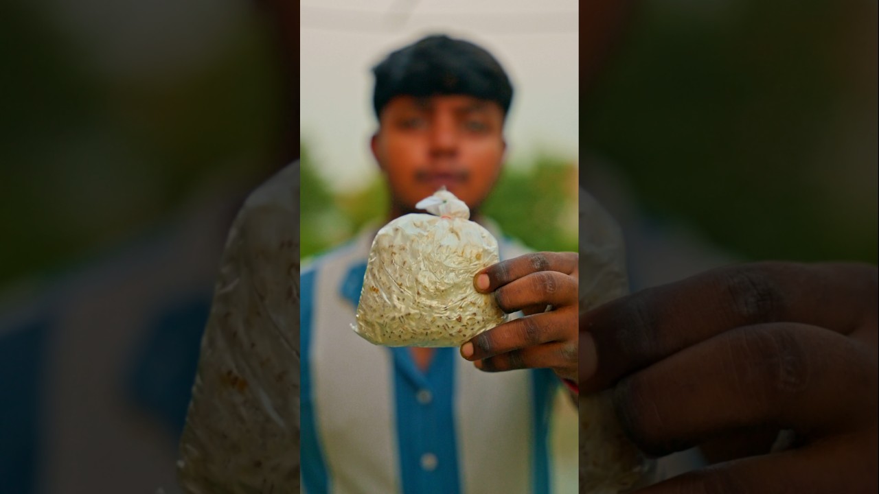 Grow mushrooms in ₹69. #mushroom #mushroomspawn 1 Grow mushrooms in ₹69. #mushroom #mushroomspawn