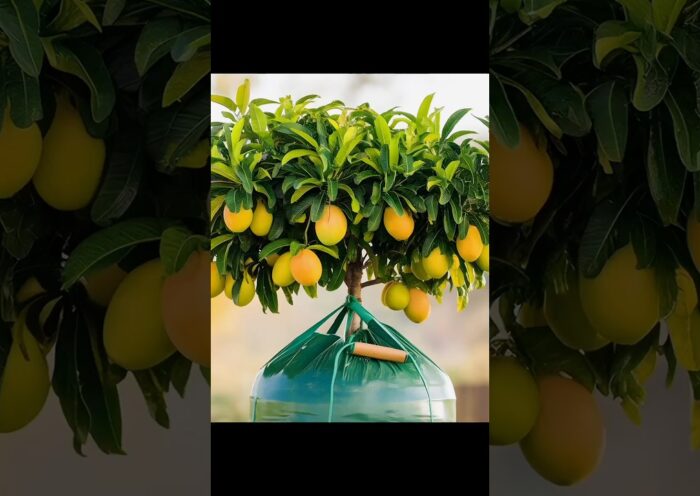 Grow Your Mango Tree 10 Times Faster in Just 2 Weeks!