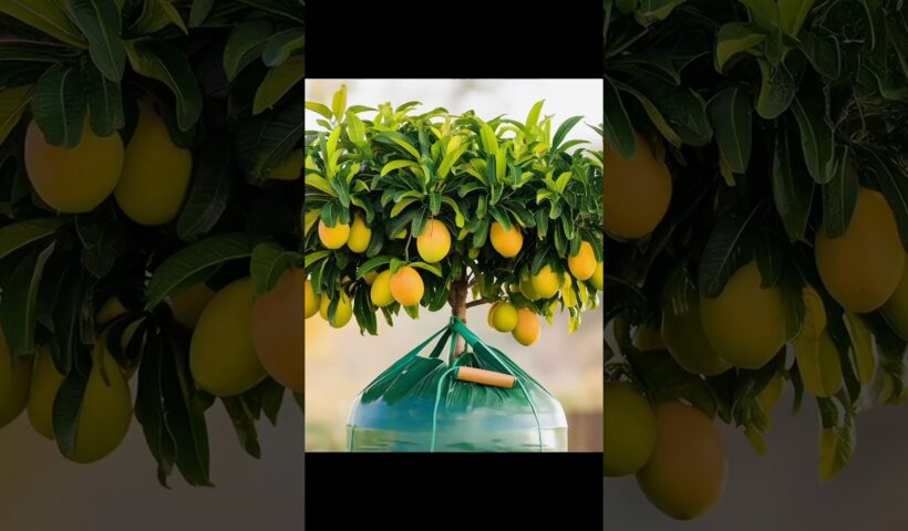 Grow Your Mango Tree 10 Times Faster in Just 2 Weeks!