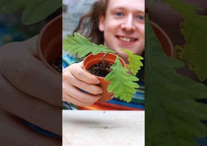 How to Grow Bonsai from Seed