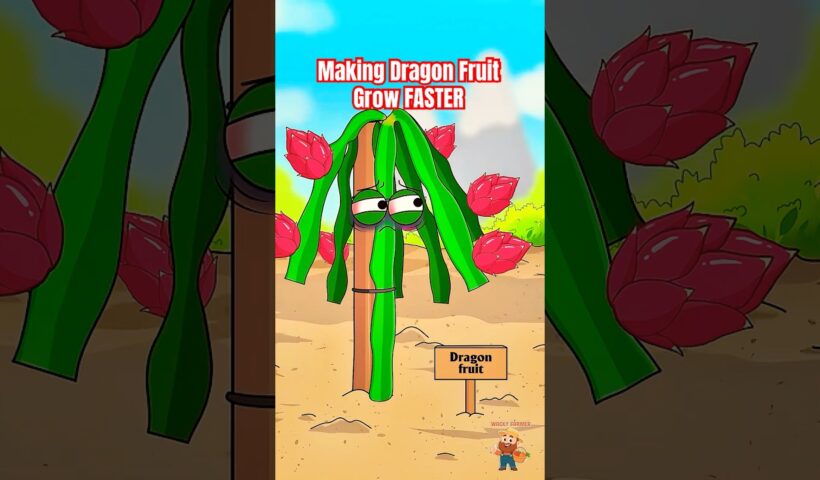 The Bizarre Secret to Making Dragon Fruit Grow FASTER #dragonfruit #animation