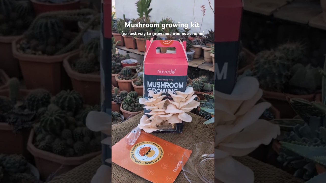 Grow mushroom at home #mushroom #grow#gardening #garden #mushroomgrowing 1 Grow mushroom at home #mushroom #grow#gardening #garden #mushroomgrowing